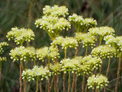 Orpin blanc jaunâtre, Orpin de Nice, Sédum de Nice Sedum sediforme (Jacq.) Pau, 1909