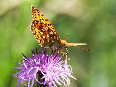 Grand Nacré (Le), Aglaé (L'), Moyen-Nacré (Le) Speyeria aglaja (Linnaeus, 1758)