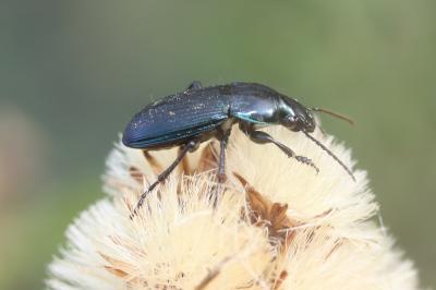  Poecilus sericeus Fischer von Waldheim, 1824