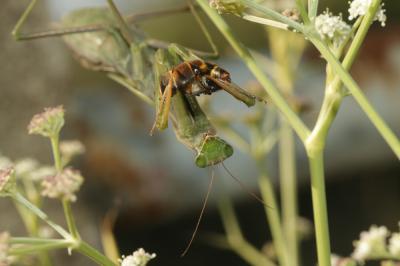 Mante religieuse Mantis religiosa (Linnaeus, 1758)
