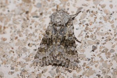 Noctuelle sereine (La) Hecatera bicolorata (Hufnagel, 1766)