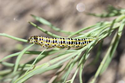 Cléophane opaline (La) Calophasia opalina (Esper, 1794)