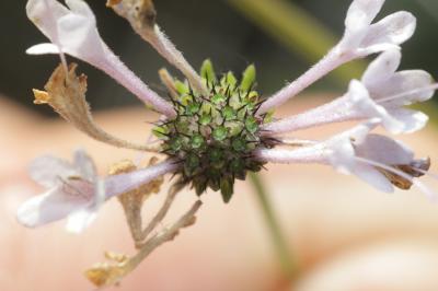 Scabieuse à trois étamines, Scabieuse de Gramont Scabiosa triandra L., 1753