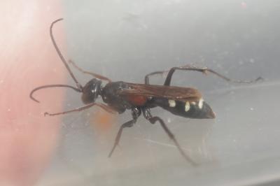  Cryptocheilus fabricii (Vander Linden, 1827)