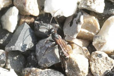  Cryptocheilus fabricii (Vander Linden, 1827)