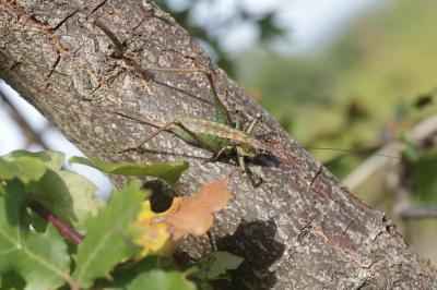 Decticelle annelée Rhacocleis annulata Fieber, 1853