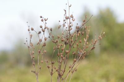 Filipendule vulgaire, Spirée filipendule Filipendula vulgaris Moench, 1794