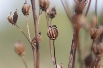 Filipendule vulgaire, Spirée filipendule Filipendula vulgaris Moench, 1794