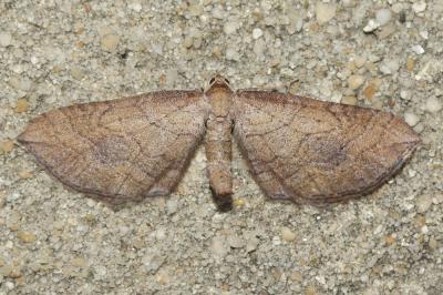 Phalène lapidée (La) Coenocalpe lapidata (Hübner, 1809)
