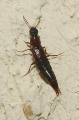  Staphylinidae Latreille, 1802