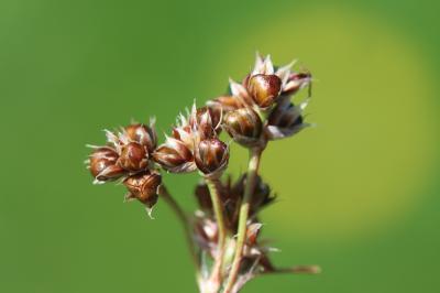 Luzule champêtre Luzula campestris (L.) DC., 1805