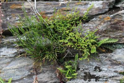  Asplenium L., 1753