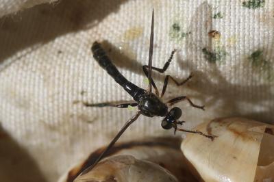  Dioctria cothurnata Meigen, 1820