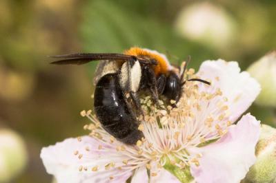  Andrena nitida (Müller, 1776)