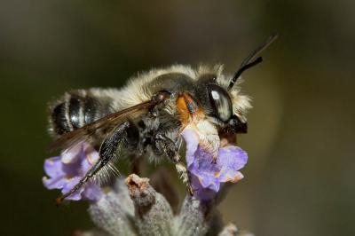  Megachile willughbiella (Kirby, 1802)