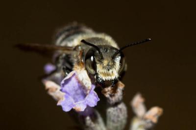  Megachile willughbiella (Kirby, 1802)