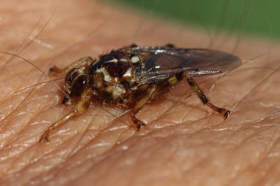 Mouche à chien Hippobosca equina Linnaeus, 1758