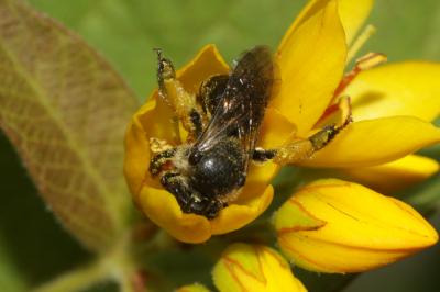  Macropis europaea Warncke, 1973
