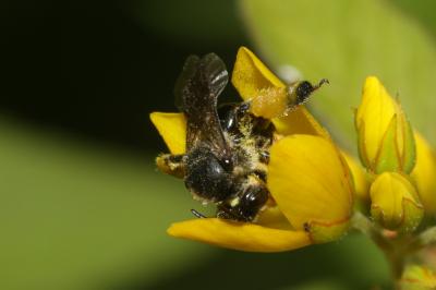  Macropis europaea Warncke, 1973