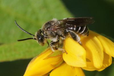  Macropis europaea Warncke, 1973