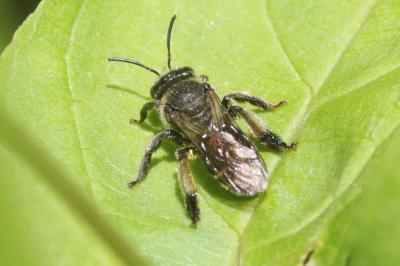  Macropis europaea Warncke, 1973