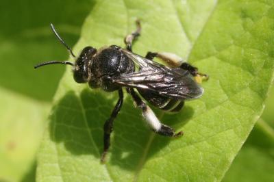 Macropis europaea Warncke, 1973
