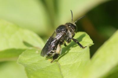  Macropis europaea Warncke, 1973
