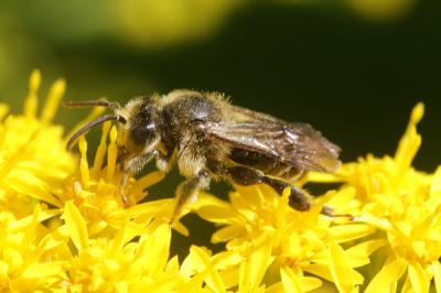  Macropis europaea Warncke, 1973
