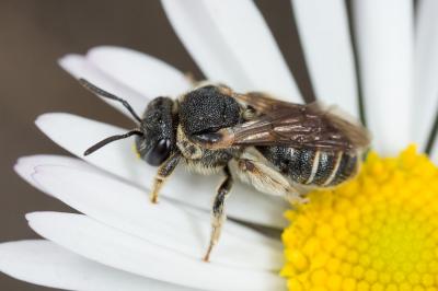  Nomiapis diversipes (Latreille, 1806)