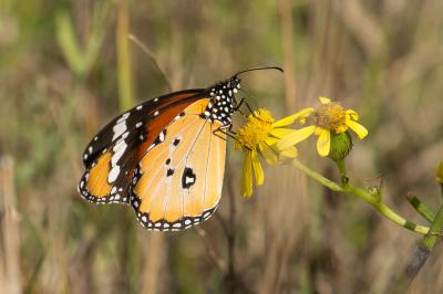 Petit Monarque (Le) Danaus chrysippus (Linnaeus, 1758)