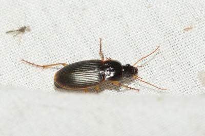  Calathus circumseptus Germar, 1824