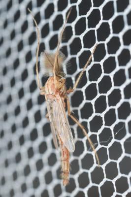 Chironome plumosus Chironomus plumosus (Linnaeus, 1758)