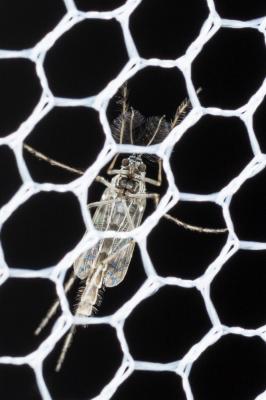 Chironome plumosus Chironomus plumosus (Linnaeus, 1758)