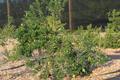  Crotalaria capensis Jacq., 1776