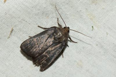 Noctuelle livide (La) Amphipyra livida (Denis & Schiffermüller, 1775)