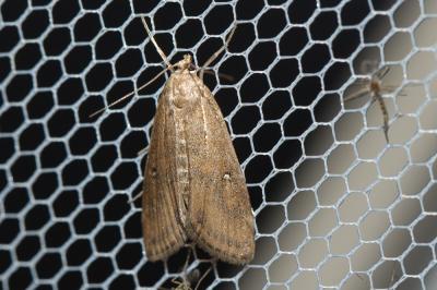  Parapoynx stratiotata (Linnaeus, 1758)
