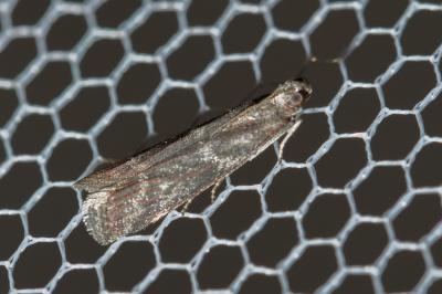  Cryptoblabes Zeller, 1848