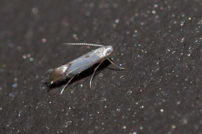  Phyllocnistis Zeller, 1848