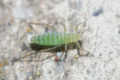  Eulachnus agilis (Kaltenbach, 1843)