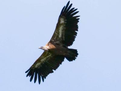 Vautour fauve Gyps fulvus (Hablizl, 1783)