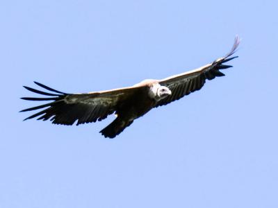 Vautour fauve Gyps fulvus (Hablizl, 1783)