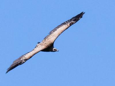 Vautour fauve Gyps fulvus (Hablizl, 1783)