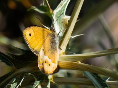 Fadet des garrigues (Le), Palémon (Le), Doré (Le) Coenonympha dorus (Esper, 1782)