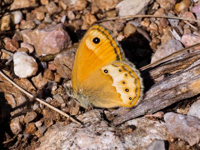 Fadet des garrigues (Le), Palémon (Le), Doré (Le) Coenonympha dorus (Esper, 1782)