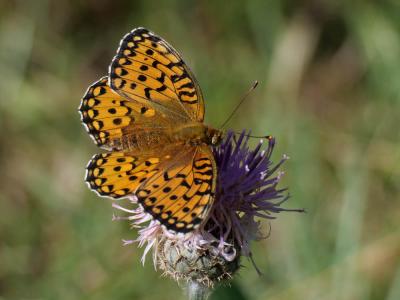Grand Nacré (Le), Aglaé (L'), Moyen-Nacré (Le) Speyeria aglaja (Linnaeus, 1758)