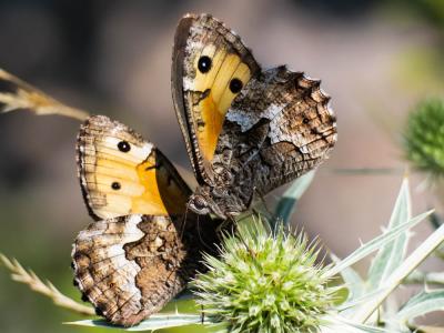 Agreste (L') Hipparchia semele (Linnaeus, 1758)