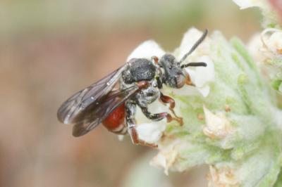  Pasites maculatus Jurine, 1807