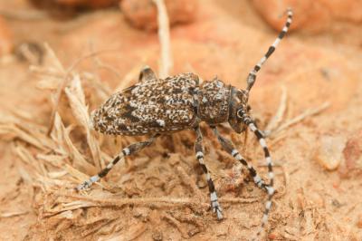 Acanthodère à fémurs renflés Aegomorphus clavipes (Schrank, 1781)