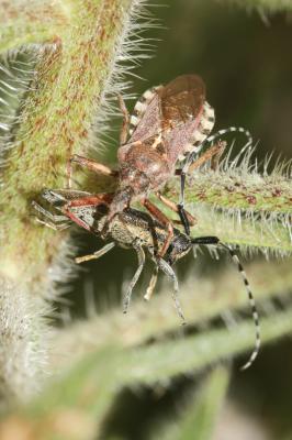 Rèduve à pattes rouges Rhynocoris erythropus (Linnaeus, 1767)