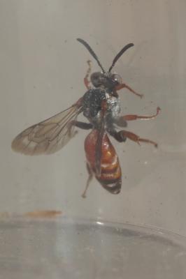  Pasites maculatus Jurine, 1807